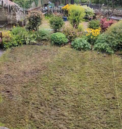 What To Do After Scarifying Your Lawn (Step-By-Step Guide)