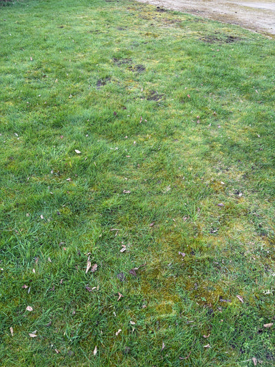 Lawn Full of Moss: What To Do and How to Fix It Properly (UK Guide)