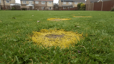 Bald Patches From Dog Urine: What Actually Works - GREENER