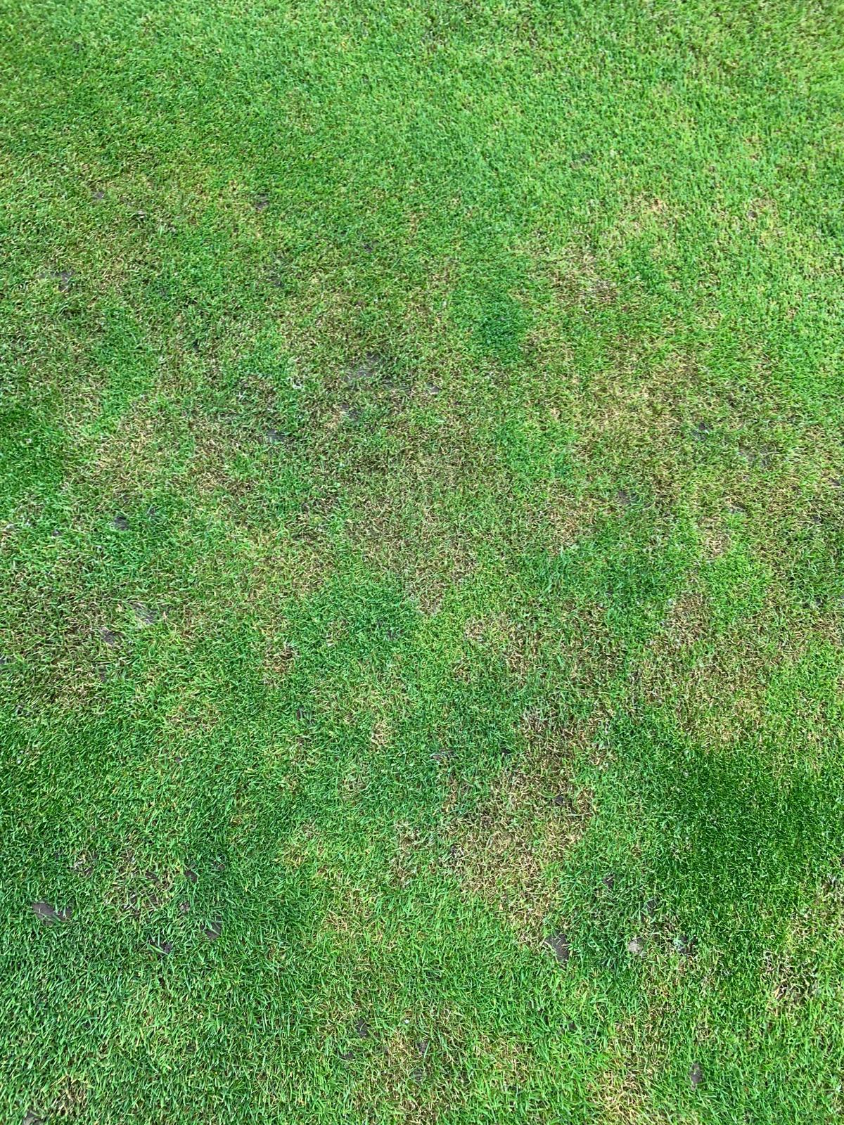 Best Lawn Treatment for Patchy Grass UK (2026 Guide) - GREENER