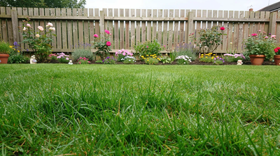 Grass Seed vs Artificial Grass: How To Choose, Sow and Transform Your Lawn in 2026 - GREENER