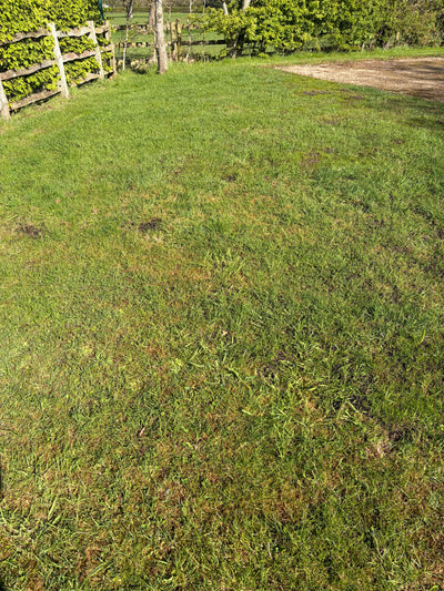 How To Fix A Patchy Lawn In The UK (Step-By-Step Guide) - GREENER