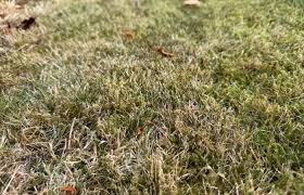 How to Fix a Yellow Lawn UK: Why Grass Goes Yellow & What to Do - GREENER