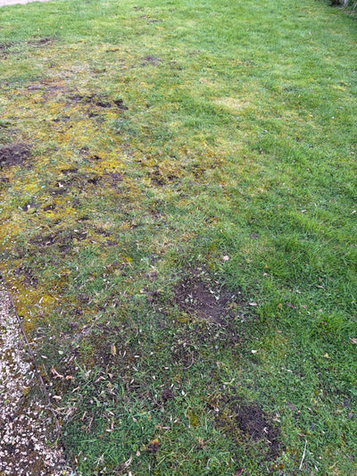 How to Fix Patchy Lawn In The UK: A Step-by-Step Guide That Actually Works - GREENER