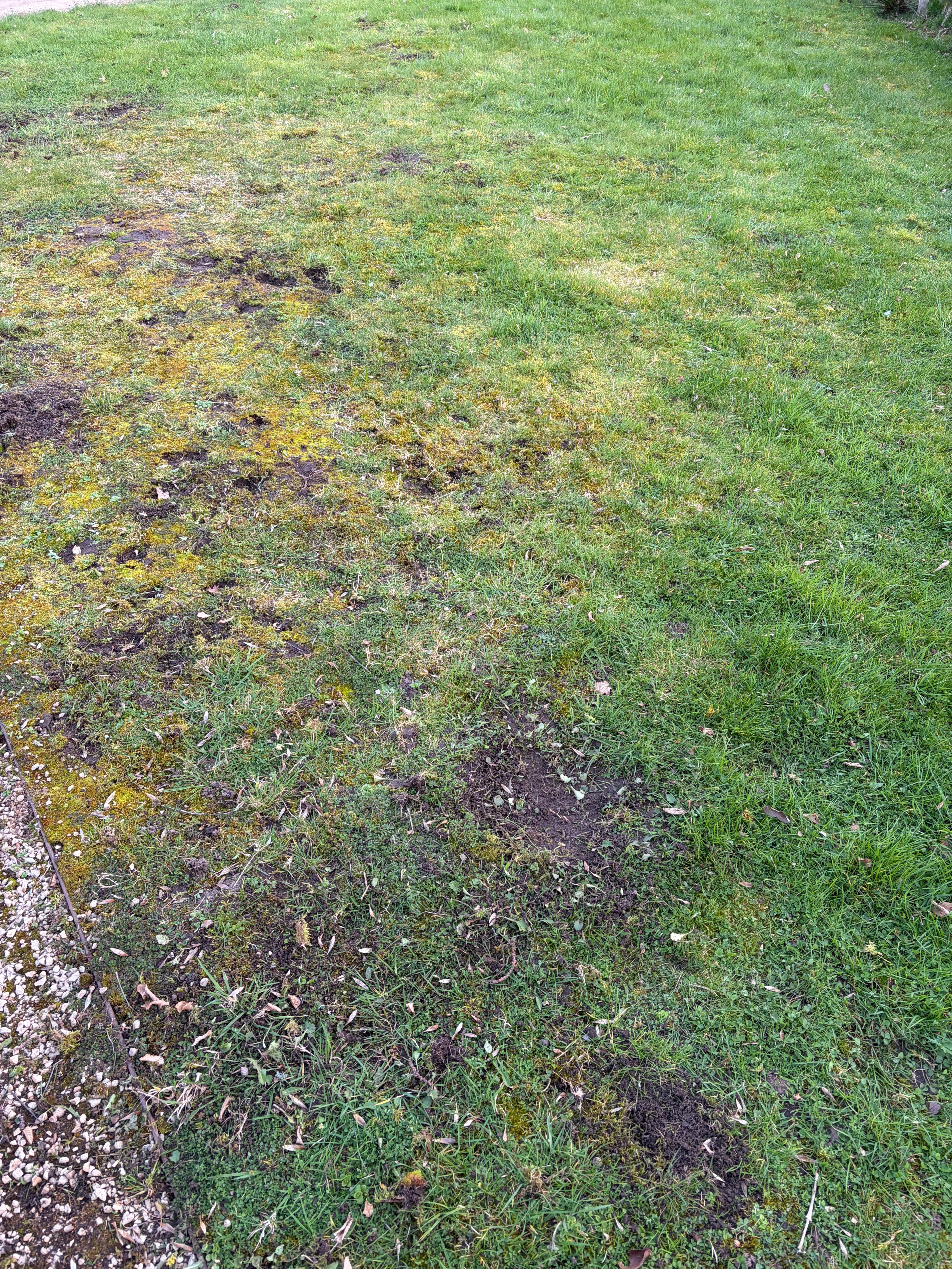 How to Fix Patchy Lawn In The UK: A Step-by-Step Guide That Actually Works - GREENER