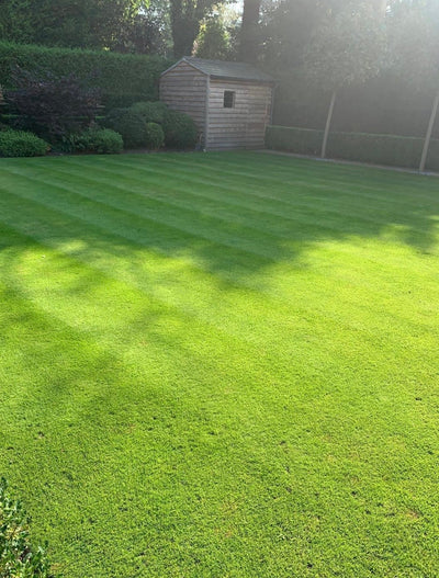 How to Get a Green Lawn Fast (Without Wasting Time or Money) - GREENER