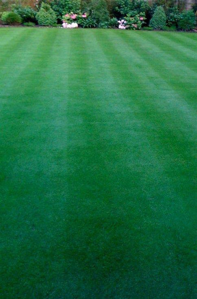 How to Get a Thick, Green Lawn Fast (Without Guesswork) - GREENER