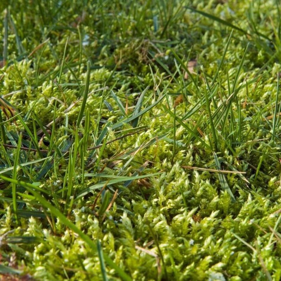 How to Get Rid of Moss in a Lawn UK: The Complete Fix - GREENER