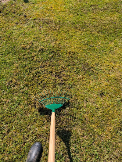 How To Get Rid Of Moss In A Lawn UK: Your Guide - GREENER