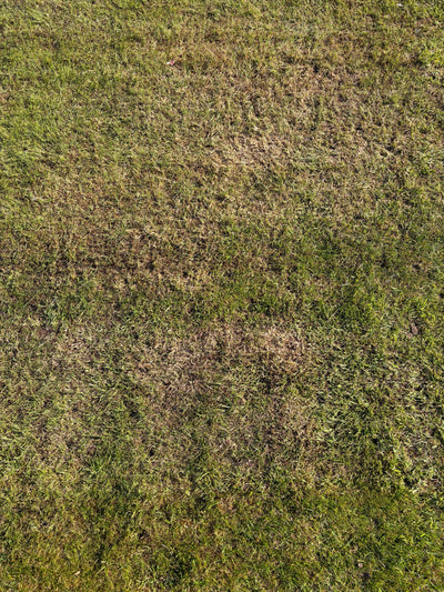 How To Get Rid Of Moss In Lawn Without Damaging Grass - GREENER