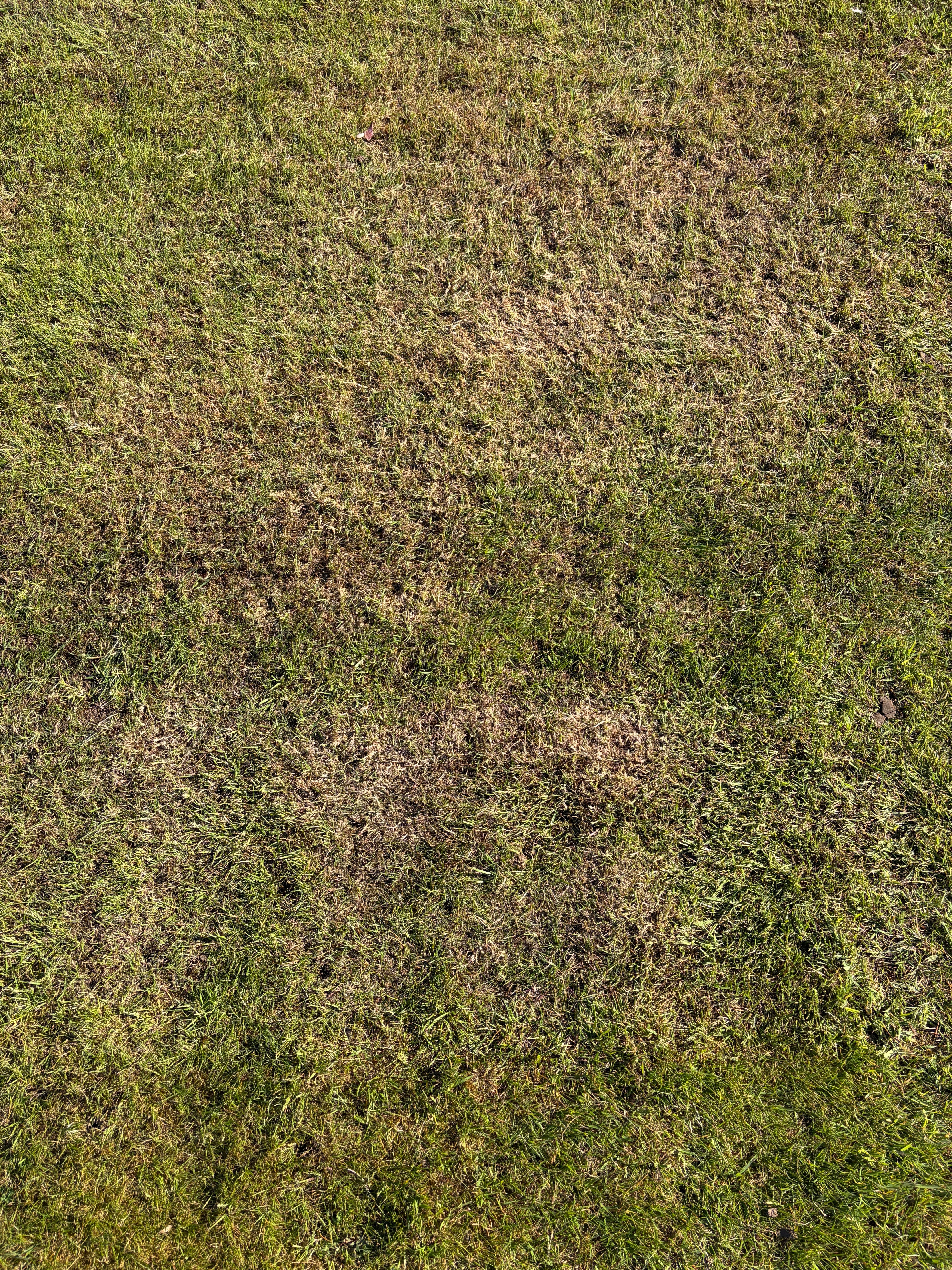 How To Get Rid Of Moss In Lawn Without Damaging Grass - GREENER