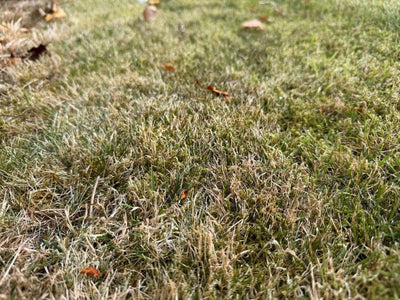 How to Protect Your Lawn From a Heatwave: 3 Drought-Proofing Steps That Actually Work - GREENER