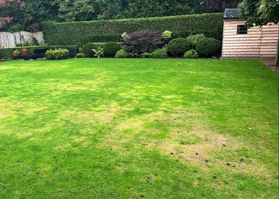 How to Repair a Patchy Lawn: The Complete UK Guide (2026) - GREENER