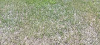 How to Thicken a Thin Lawn UK: The Step-by-Step Guide - GREENER