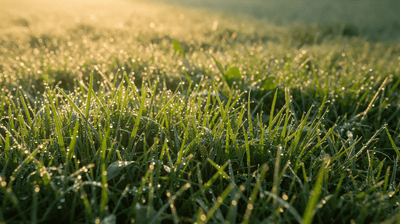 Lawn and Feed: How to Choose the Right Product for a Healthier, Greener Lawn - GREENER