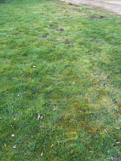 Lawn Full of Moss: What To Do and How to Fix It Properly (UK Guide) - GREENER