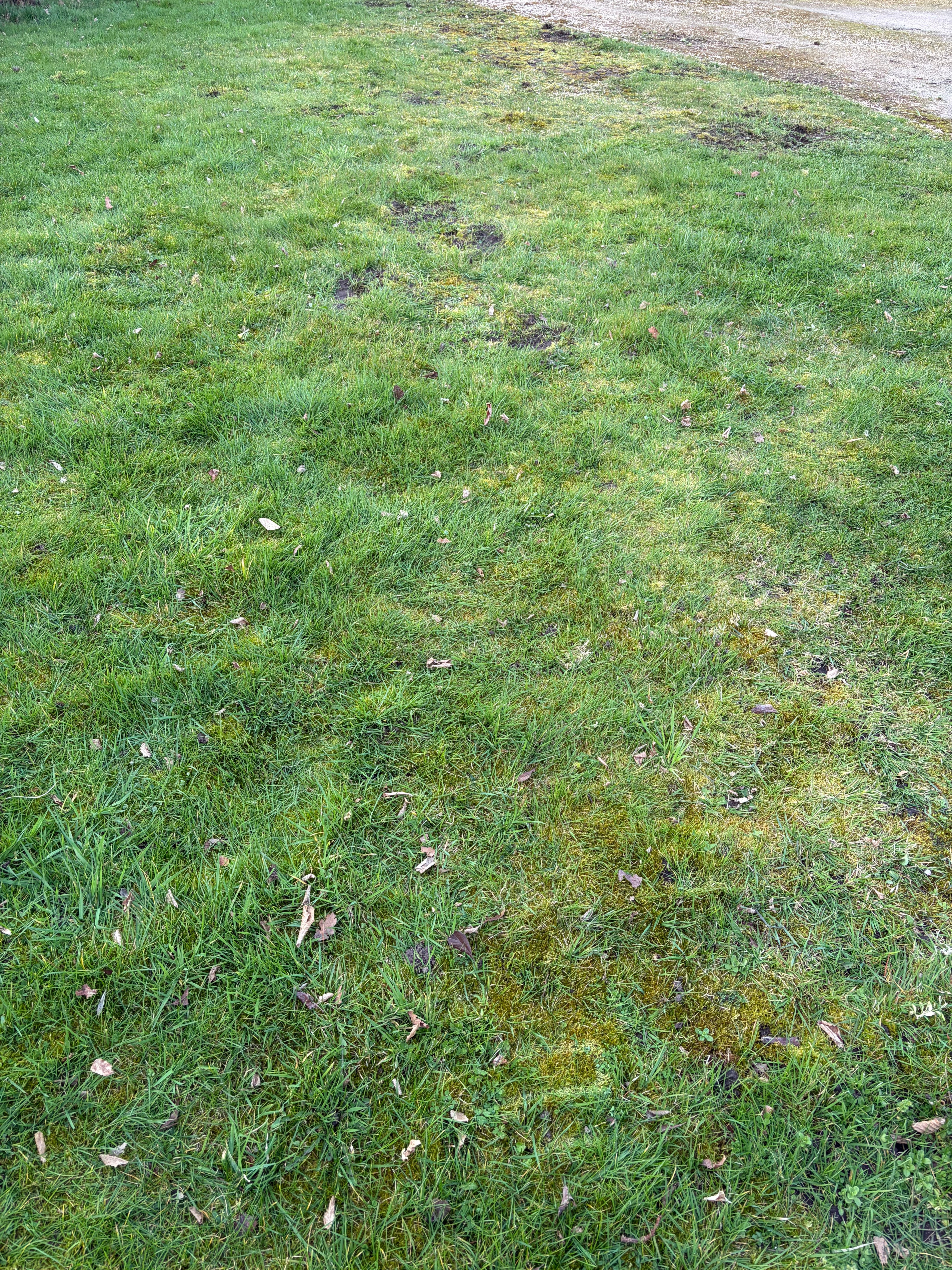 Lawn Full of Moss: What To Do and How to Fix It Properly (UK Guide) - GREENER