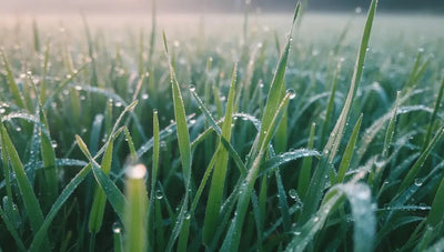 Lawn Improver: How to Transform Your Lawn with GREENER - GREENER
