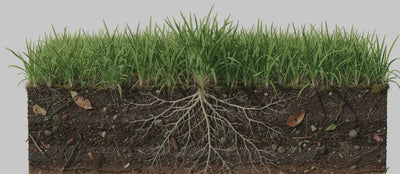 Lawn Improver: How to Transform Your Lawn with GREENER - GREENER