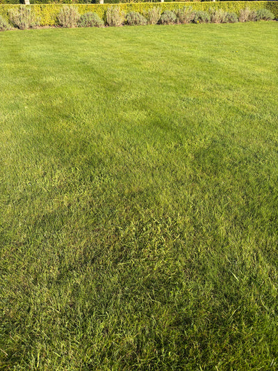Lawn Transformation Guide UK: From Patchy to Perfect - GREENER