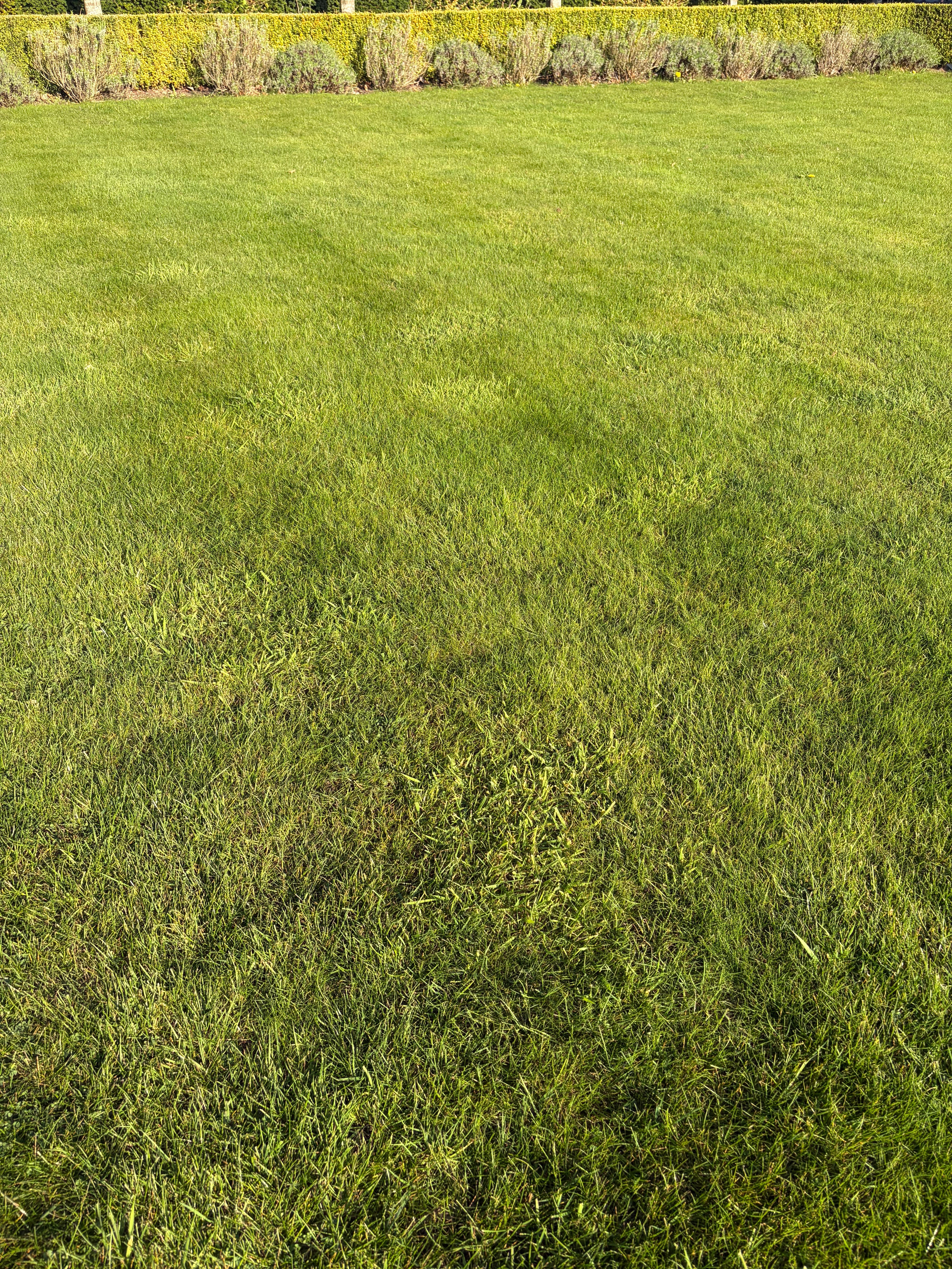 Lawn Transformation Guide UK: From Patchy to Perfect - GREENER