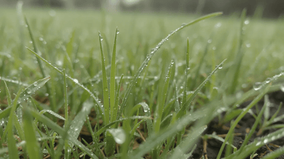 Spring Feeding Lawn: Complete Guide to a GREENER, Thicker Lawn - GREENER