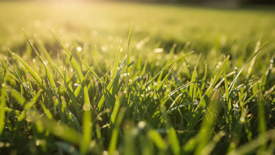 Spring Summer Fertiliser: Your Complete UK Lawn Feeding Guide - GREENER
