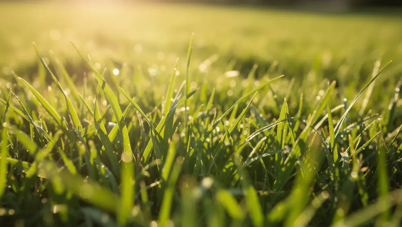 Spring Summer Fertiliser: Your Complete UK Lawn Feeding Guide - GREENER