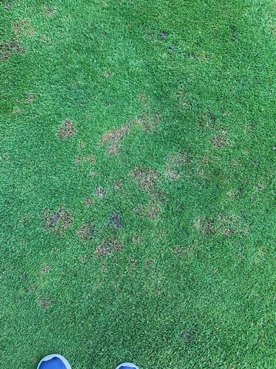 The Best Lawn Treatment for Patchy Grass in the UK (And Why Most Lawns Never Fully Recover) - GREENER
