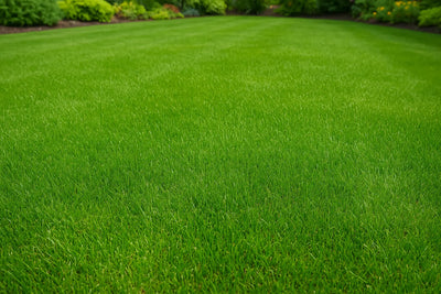 The Ultimate Guide to Garden Care Subscriptions in the UK - GREENER