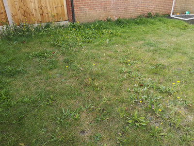 Why Is My Lawn Full Of Weeds? (And How To Fix It For Good) - GREENER