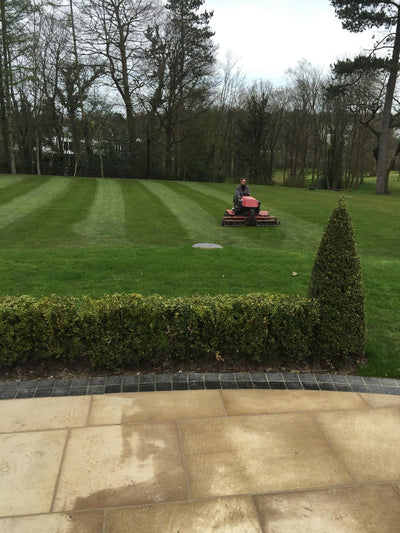 Why Is My Lawn Not Growing? (And How to Fix It Properly) - GREENER