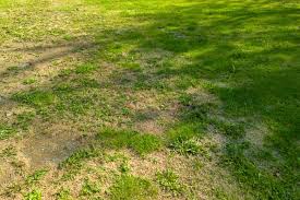 Why Is My Lawn Patchy? Causes & Fixes for UK Gardens - GREENER