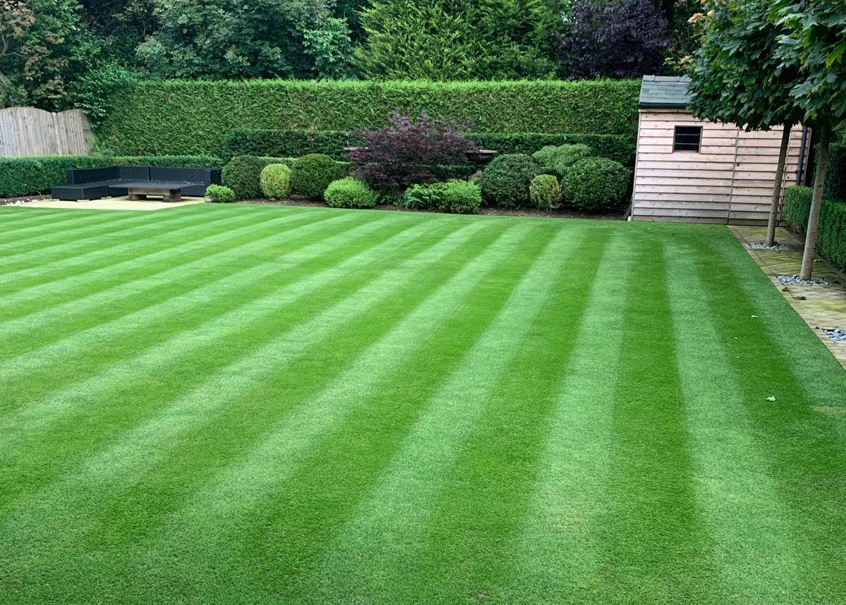 Thick, lush green UK lawn after full renovation using GREENER system